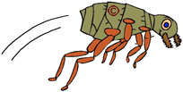 flea-jumping